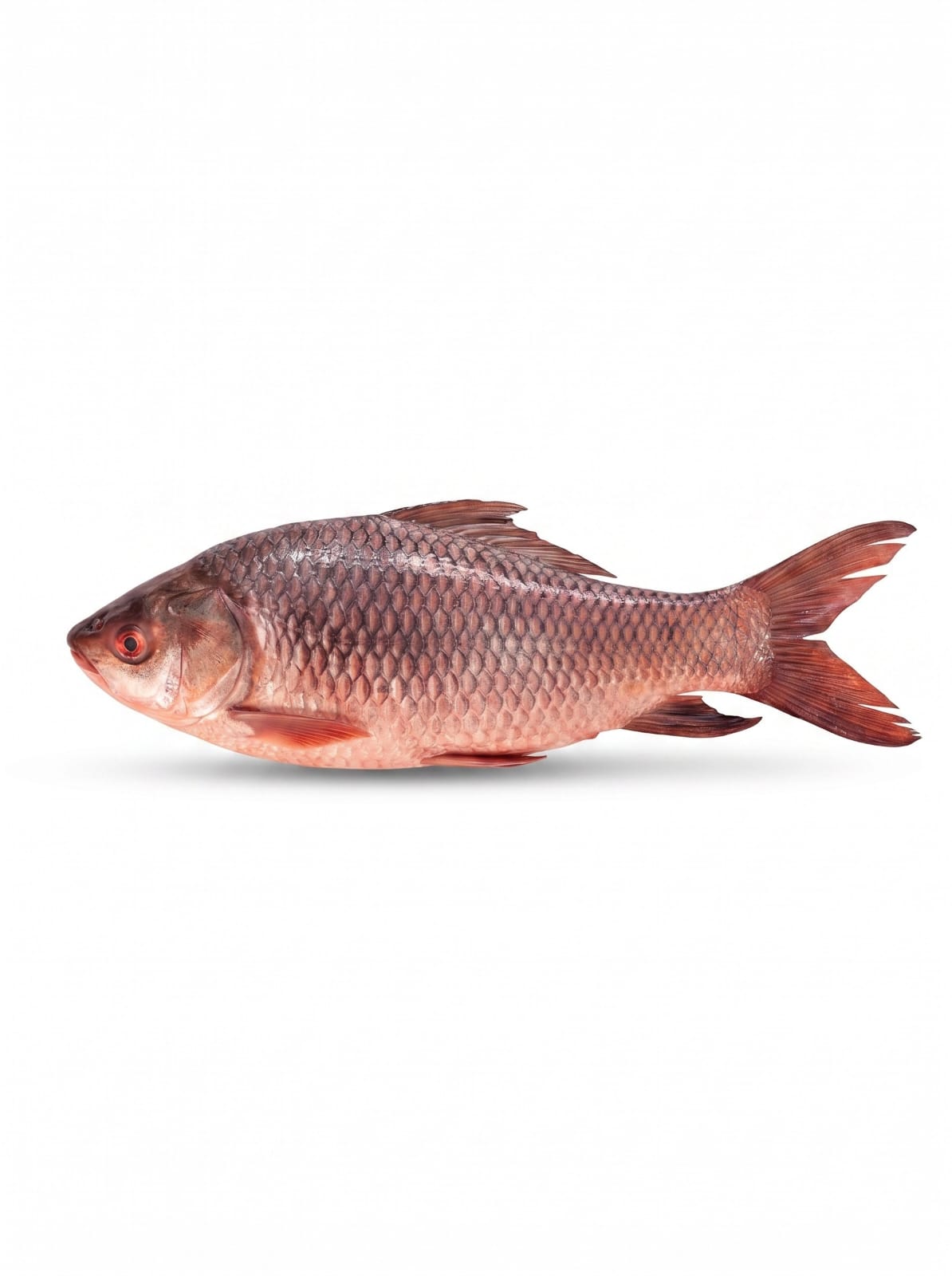 River Rui Fish (2-3.5 Kg Size)( Per Kg 750 Taka)